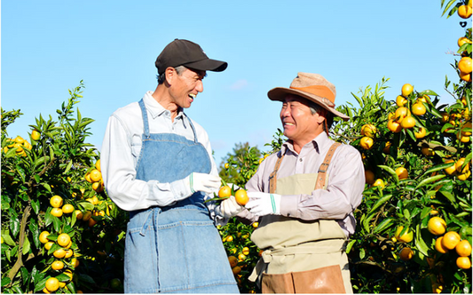 Citrus Company 시트러스 양조장